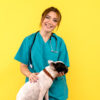 front view female veterinarian observing little dog on yellow desk animal cute disease